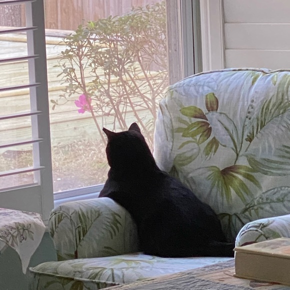 Meet your Posher, Cathy - Picture 6 of 8